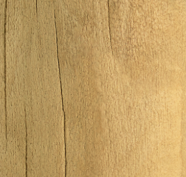 Tronco Inteiro Natural